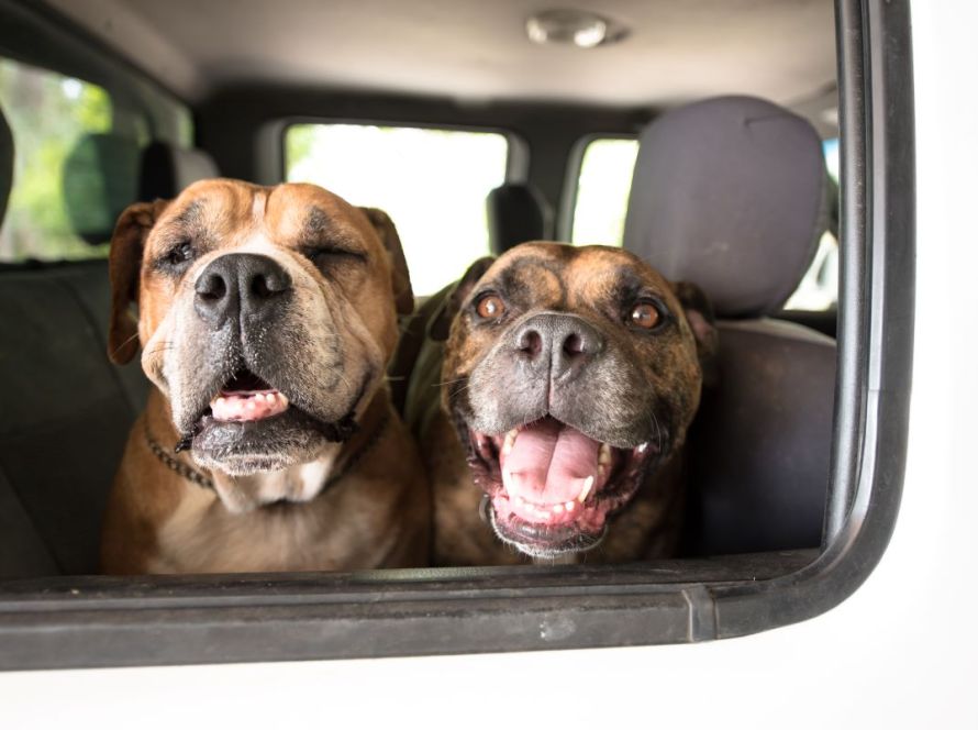 How to Get Rid of Car Odor