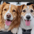 How Much Does Interior Car Detailing Cost in Charlotte, NC?
